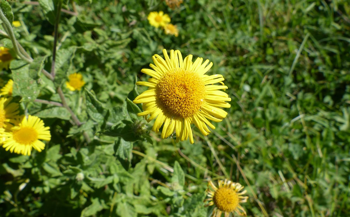 et nær billede af en gul blomst, som strikker sig mod solen stråler.